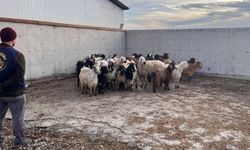 Çalınan koyunlar jandarma tarafından bulundu