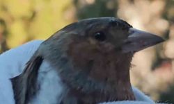 Çanakkale'de ispinoz tedavi sonrası doğaya salındı