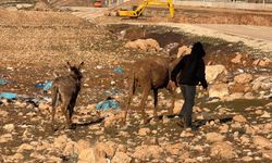 Cizre'de bataklığa saplanan eşekler kurtarıldı