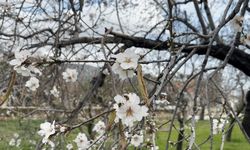 Datça'da badem ağaçları kış ortasında çiçek açtı