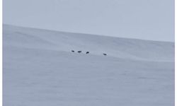 Diyadin'de kurt sürüsü görüldü