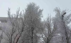 Diyadin'de yoğun sis etkili oldu