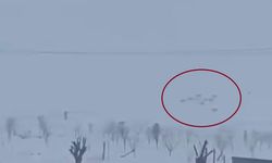 Diyarbakır'da kar yağışının ardından kurtlar yerleşim yerlerine indi