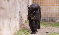 Doğal Yaşam Parkı'nın jaguarı Juliet yaşama veda etti