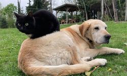 Düzce'den bin 574,395 ton kedi köpek maması ihraç edildi