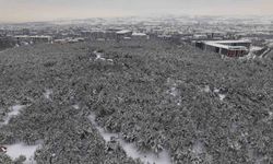 Elazığ'da beton yığınlarının arasındaki beyaz vaha mest etti