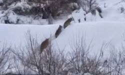 Elazığ'da kurt sürüsü görüldü