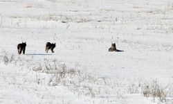 Elazığ'da vaşak ailesi görüntülendi