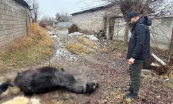 Erzincan'da at ve eşek silahla katledildi