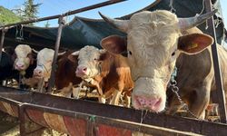 Erzincan'da 'Besilik Erkek Sığır Desteği' başvuruları başladı