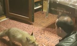 Erzincan'da ilginç dostluk: Tilkiyi evinde eliyle besliyor