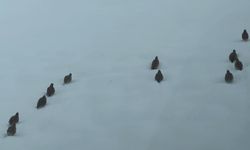 Erzincan'da keklik ve tavşan avı yasaklandı