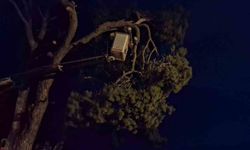 Fırtına çam ağacını devirdi