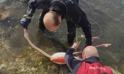 Flamingoya hayat veren kurtarma operasyonu