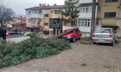 Gediz'de şiddetli rüzgar ağaçları devirdi, binalarda hasara sebep oldu