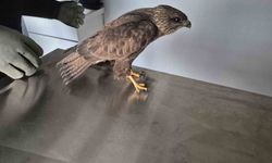 Germencik Belediyesi yaralı şahini tedavi etti