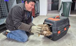 Germencik'te belediyenin ihbar hattı yaban hayvanlarına da umut oluyor