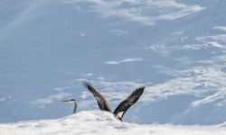 Göç etmeyi unutan kara leylekler Elazığ'da görüldü