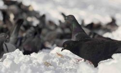 Güvercinleri yemleyen vatandaş yürekleri ısıttı