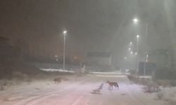 Iğdır'da kurtlar yerleşim yerlerine indi
