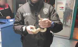 İzmir'de kafede yılanla gezdi, 12 bin lira ceza yedi