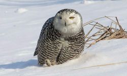 İzmirli doğa fotoğrafçısı Şimşek, Amerika'da kar baykuşunu fotoğraflamayı başardı