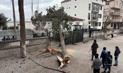 İznik'te okulların tatil olması faciayı önledi..Dev ağaç okul bahçesine devrildi