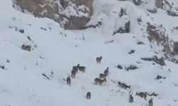 Kar üzerinde otlanan dağ keçileri sürü halinde görüntülendi