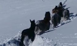 Karda mahsur kalan at ve katırlar güvenlik korucuları tarafından kurtarıldı