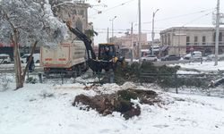 Karın ağırlığına dayanamayan ağaçlar devrildi