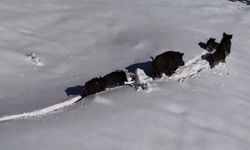 Karlı arazide ilerleyen domuz sürüsü havadan görüntülendi