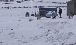 Kars'ın soğuğunda enerji mesaisi: Aras Edaş ekiplerinin soğukla imtihanı