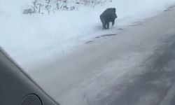 Kars'ta yol kenarında ilerleyen domuz cep telefonuyla kaydedildi