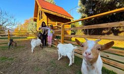 Keçi, ördek, tavuk, tavşan: Hepsinin görevi 'Çok özel'