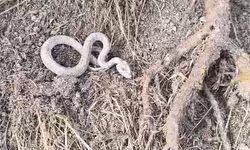 Kış uykusuna yatmayan yılan kameralara yansıdı