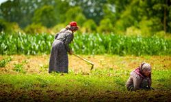 Kooperatif ve birliklere yüzde 75 hibeli tarımsal destek