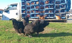 Köy köy gezerek canlı tavuk satıyor