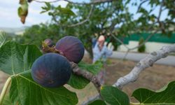 Kraliçe incirinin ihracatında kilogram başına 1 dolarlık değer artışı oldu