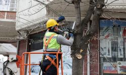 Küçükçekmece'de budanan ağaçlar, ihtiyaç sahiplerine yakacak oluyor