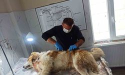 Kurdun saldırısına uğrayan köpek yaralandı