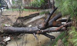 Kuşadası'nda dereye devrilen çam ağacı dere yatağını tıkadı, belediye ekipleri seferber oldu