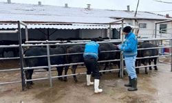 Kütahya'da ithal besilik erkek sığırlar için millileştirme çalışmaları sürüyor