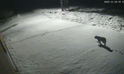 Malatya'da 'vaşak görüntülendi