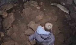 Mardin'de kuyuya düşen tilkiyi gençler kurtardı