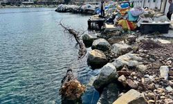 Marmara Denizi'nde feribot trafiği için tehlike oluşturan yüzen ağaç kıyıya çekildi