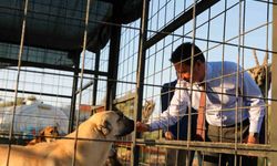 Muğla Büyükşehir 4 bin 34 can dostu sahiplendirdi