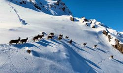 Munzur Dağları'nda yaban keçilerinin göçü havadan görüntülendi
