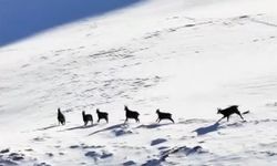 Munzur'un beyaz zirvesinde şamualar görüntülendi