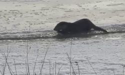 Murat Nehri'nde su samurları görüntülendi