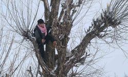 Muş'ta besicilerden alternatif yem yöntemi